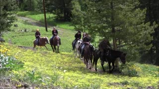 Black bears on family outing