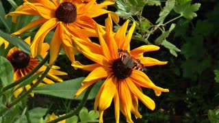 Butterfly Yellow Flower