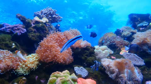 Deep sea coral reefs under water