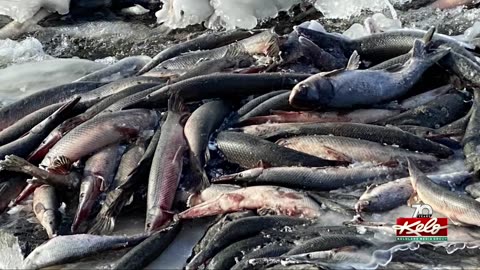 MASSIVE FEMA FISH KILL IN SOUTH DAKOTA 1/24/2023