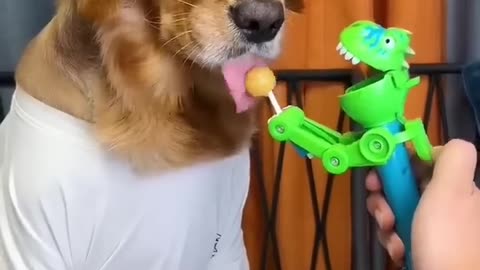 Funny video of dog 😂