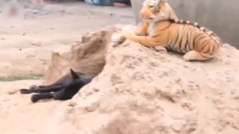 Tiger and Lion Prank for Dogs