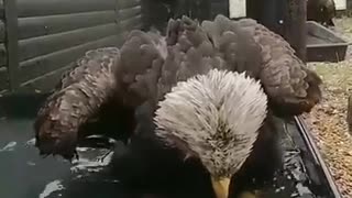 Majestic eagle is washing