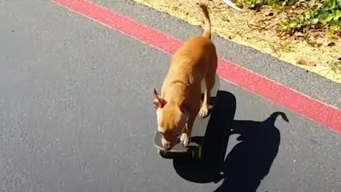 Dog Loves To Go To The Skate Park With His Dad The Dodo