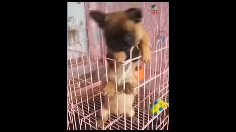 Funny Pets - Try Not To Laugh