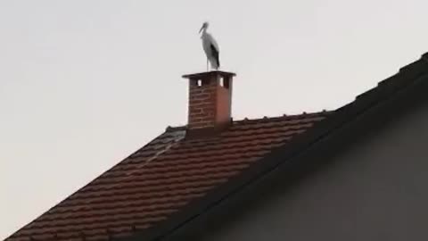 Majestic Stork Encounter in a Cozy Chimney House | Nature's Astonishing Visit