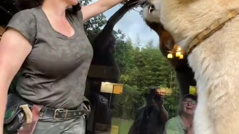 The worlds largest cat. Guinness, book of world records three times. Liger MyrtleBeachSafar