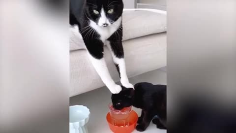 Funny Cats and Dogs 🐱🐶 | Funny Animal Videos | #3