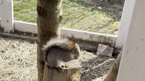 Squirrel Asking for Food