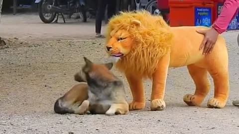 Troll Prank Dog Funny & fake Lion and Fake Tiger Prank To dog & Huge Box Prank to dog