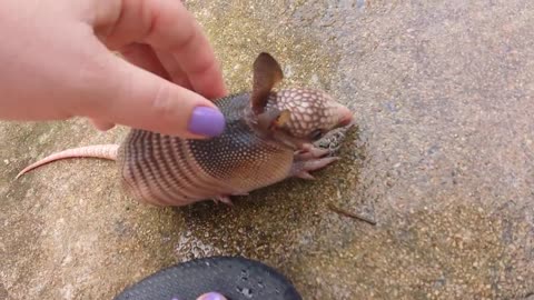 Woman Finds An Orphaned Baby Armadillo In Her Backyard, And Now They’re The Best Of Friends