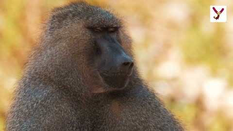 See Baboon think - 10 facts about them