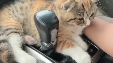 Cat likes to chill inside the car