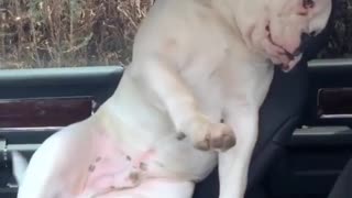 Naughty Bulldog Pup sneaked in to car.....
