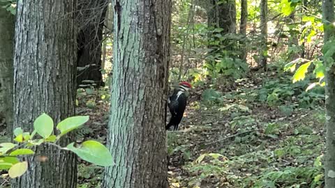 Pileated Woodpecker looking for some food