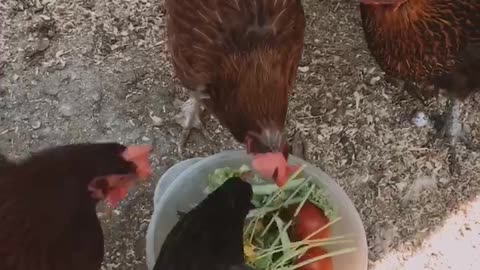 Feeding chickens food scraps