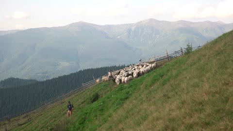 Carpathians, Ukraine. The shepherd drives sheeps on the mountain pasture