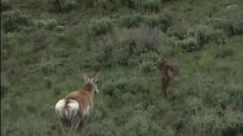 Coyotes versus Wolves - An Inconsistent Fight in Yellowstone Public Park | Free Narrative Nature