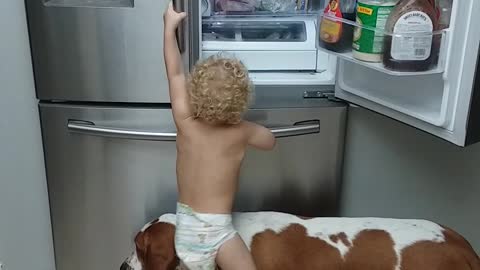 Little Boy And Basset Hound Tag Team To Get Food