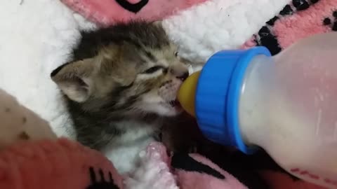 Give the kitty a drink of milk