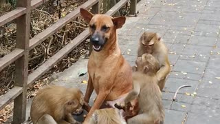 Helpful Monkeys Check Doggo for Fleas
