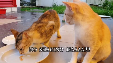 Angry Kitten With Grandma| Funny Cat Family | Happy Cat Family| Cute Kittens|Cats Having Lunch