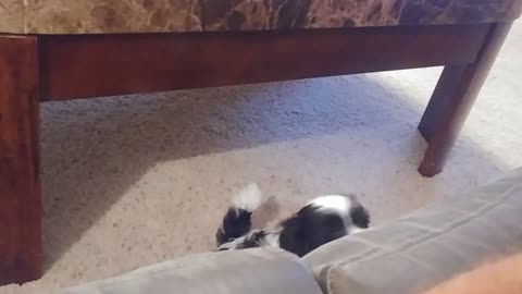 Cute little Charlie really wanted up on the couch as a young pup!