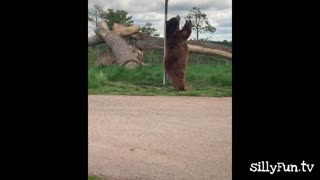 Funny bear pole dancing caught on camera 🐻| sillyFun.tv