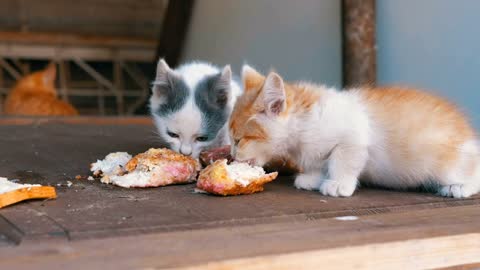 Three cats Homeless kittens eating on the street