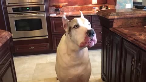 Amazing Funny Great Dane Complains His Dinner is Late | Reviews