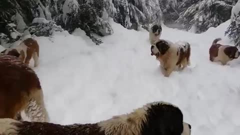 Herd Of Dogs Enjoying The Snow