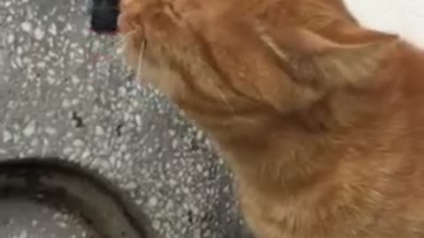 How a Cat Drinks