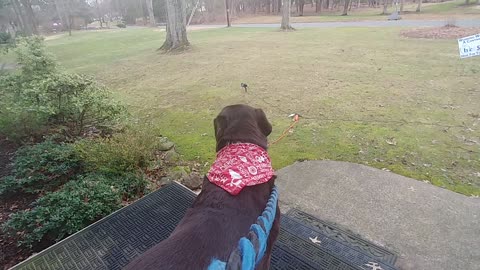 Chuckie the Chocolate Lab waits for Santa