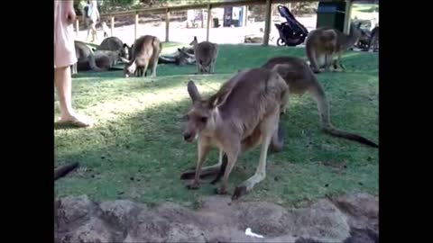 Baby Kangaroos & Joeys - CUTEST Compilation