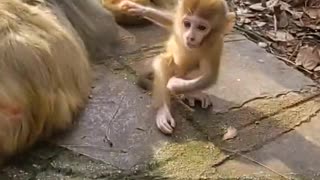 Why does the mother monkey push the baby?