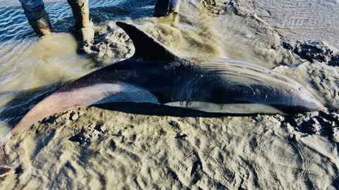 Police and Fireman Assist Beached Dolphin