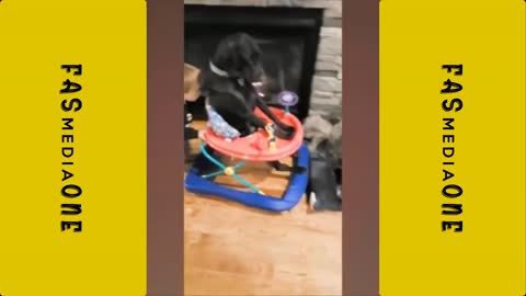 baby and dog hilarious video