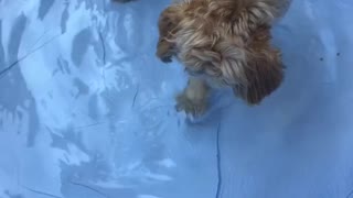 White dog in blue kiddie pool digging