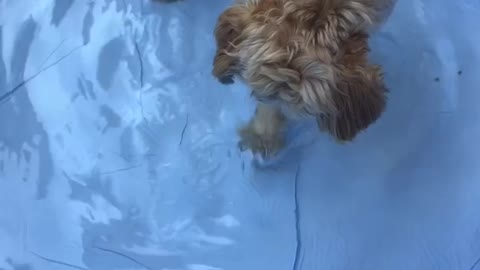 White dog in blue kiddie pool digging