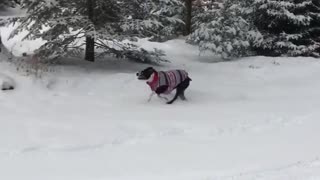 Black dog vest runs across snow field towards house