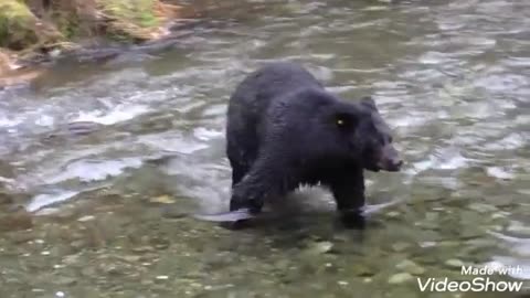 Grizzly bear catching salmon fish, nature great event,bear