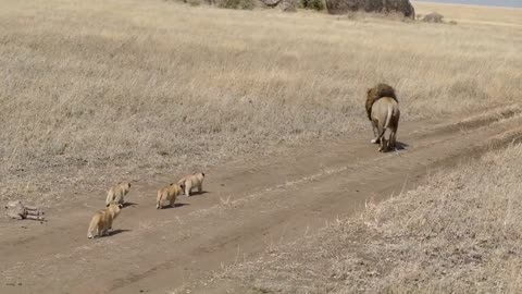 ADORABLE!! Lion Cubs chasing after male lion