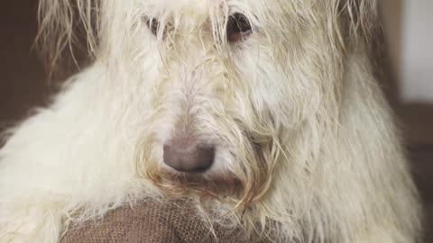 A Dog Lying Down at the Edge of a Sofa