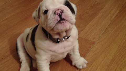 ❤️Bentley the Bulldog❤️ Puppy is fussy ❤️Bentley el Bulldog❤️ El cachorro es quisquilloso