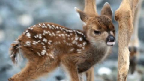 Cute Baby Deer and Most Funny Videos Full HD
