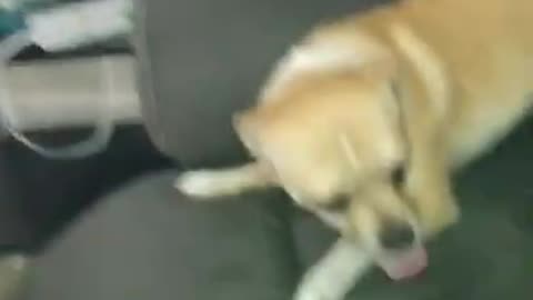Dog Fights With Owner