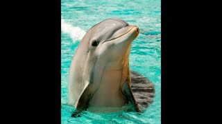 DOLPHINS! 5 Fun Facts from the Fun Fact Channel!