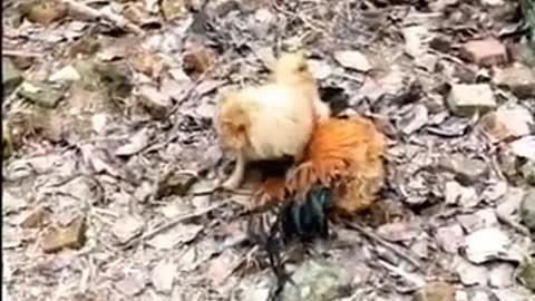 Dog Vs Chicken - funny fight video