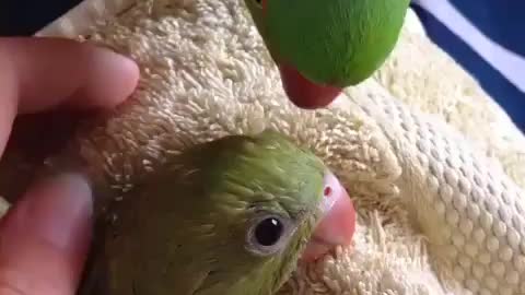 Cute baby parrot