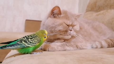 A cat purrs when a bird is nearby